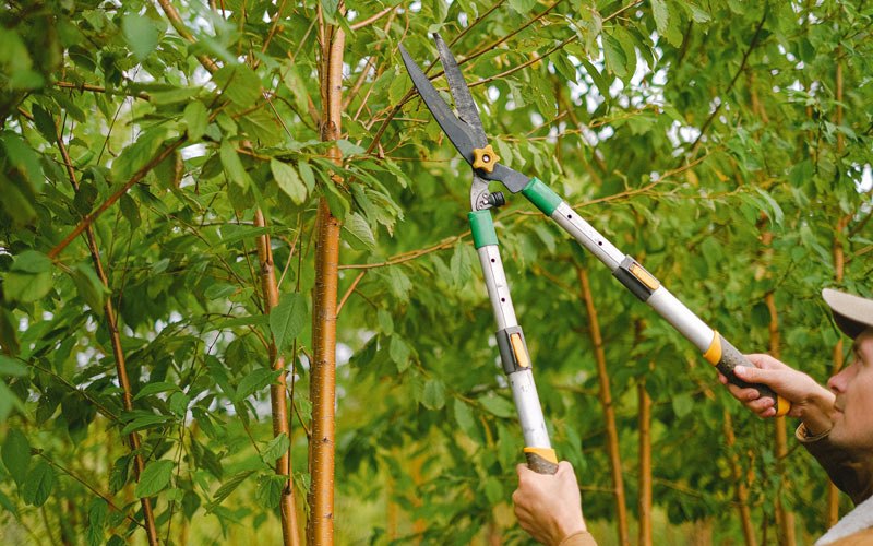 Tree trimming in Zellwood, FL